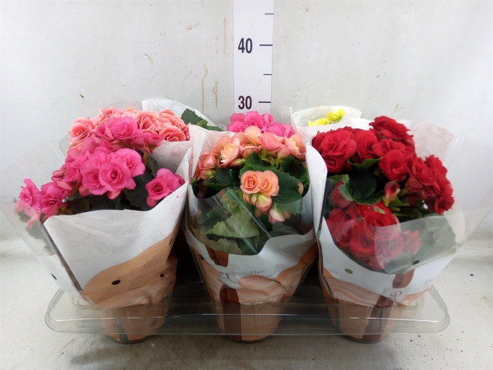 <h4>Begonia elat. DU   ...mix</h4>