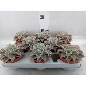 Echeveria   ...