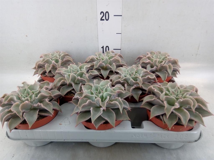 <h4>Echeveria ...</h4>