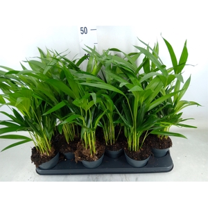 Dypsis lutescens   ...Chrysalidoca