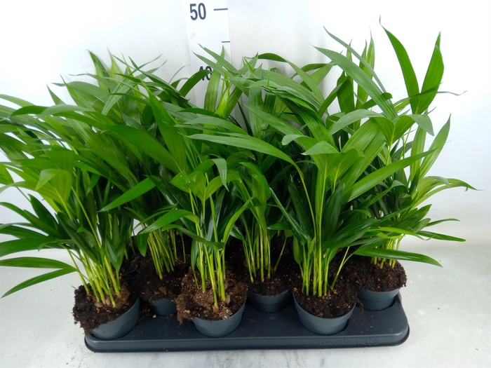 <h4>Dypsis lutescens   ...Chrysalidoca</h4>