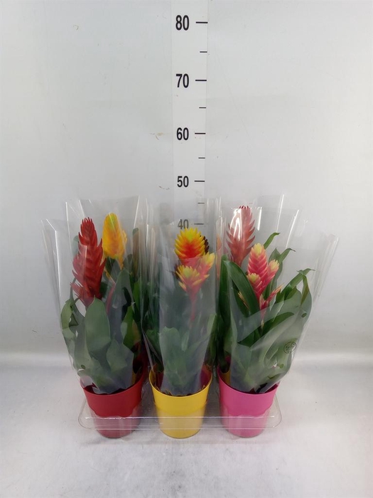 <h4>Vriesea   ...mix 6</h4>