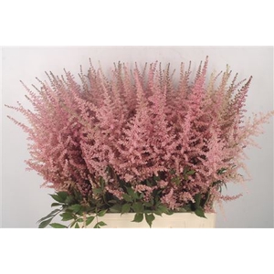 Astilbe Erika Pink