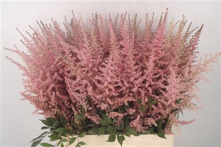 <h4>Astilbe Erika Pink</h4>