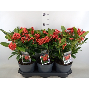 Skimmia jap. 'Temptation'