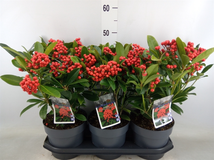 <h4>Skimmia jap. 'Temptation'</h4>