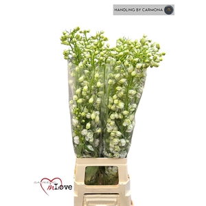 DELPHINIUM DU 'AURORA WHITE'