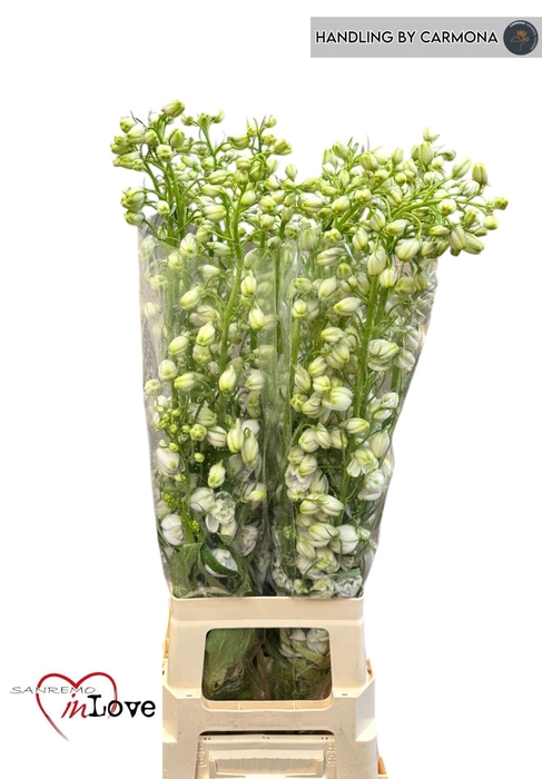<h4>DELPHINIUM DU 'AURORA WHITE'</h4>