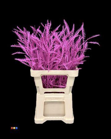 <h4>Grevillea Ivanhoe Cerise</h4>