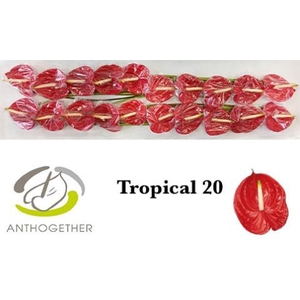 Anthurium Tropical