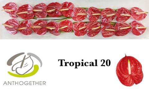 <h4>Anthurium Tropical</h4>
