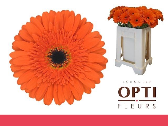 <h4>GE GR CANDELA</h4>