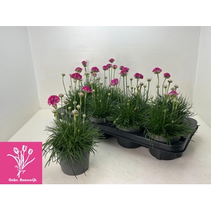 ARME MAR ARMADA ROSE