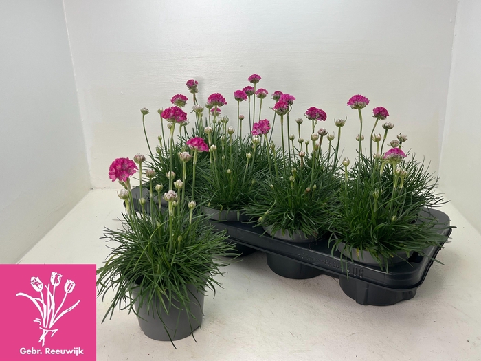 <h4>ARME MAR ARMADA ROSE</h4>