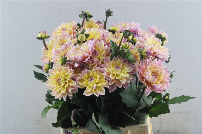 <h4>Dahlia mondriaan</h4>