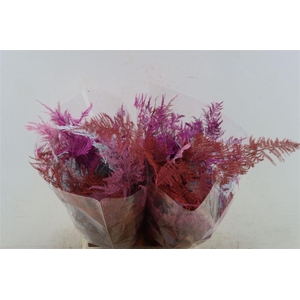 Aps Kbh Kort Lovemix