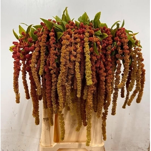 AMAR CA CORAL FOUNTA