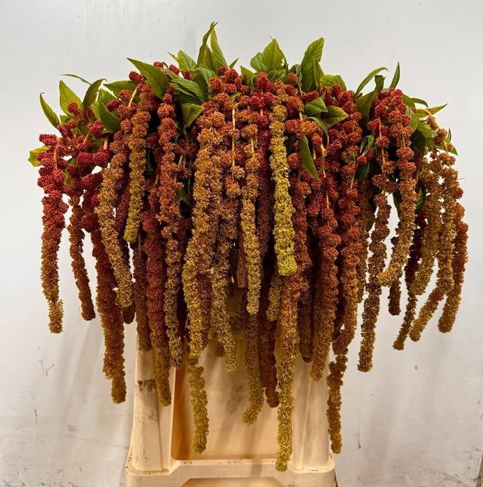 <h4>AMAR CA CORAL FOUNTA</h4>