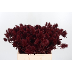 Eryn Supernova Kl Bh Bordeaux