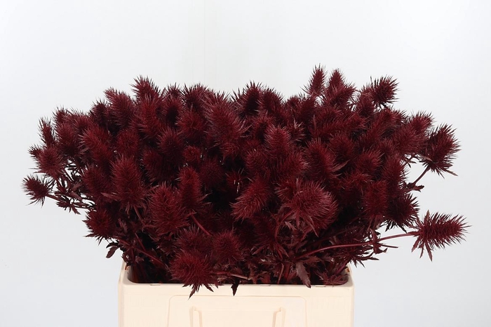 <h4>Eryn Supernova Kl Bh Bordeaux</h4>