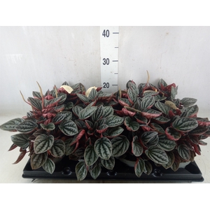 Peperomia