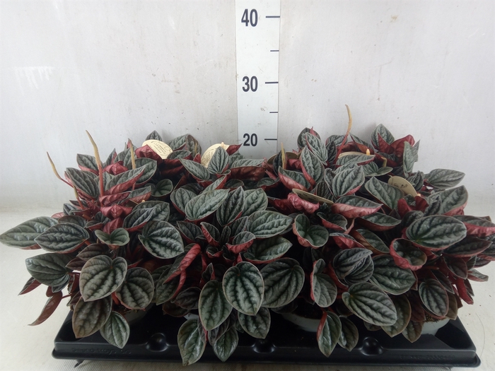 <h4>Peperomia</h4>
