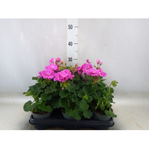 Pelargonium zona.   ...F1