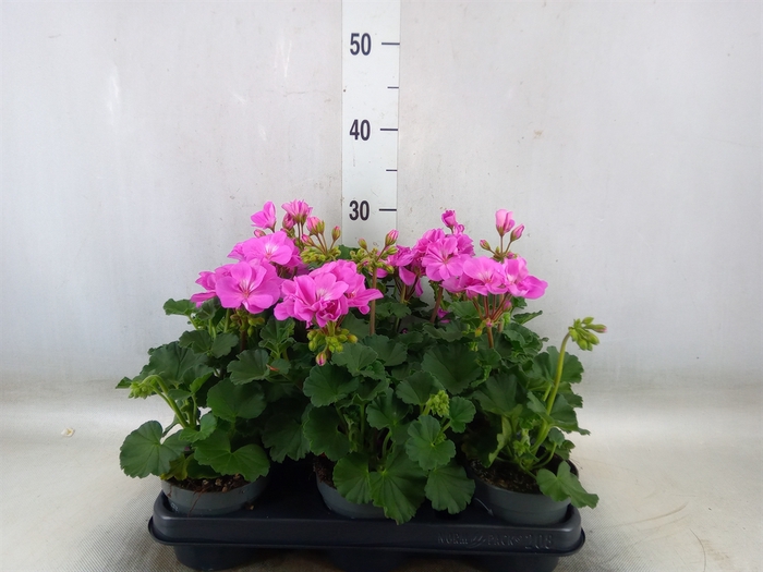 <h4>Pelargonium zona.   ...F1</h4>