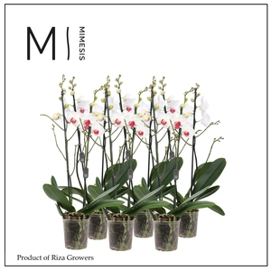 Phalaenopsis Red Lip 2 spike - 12cm | Mimesis