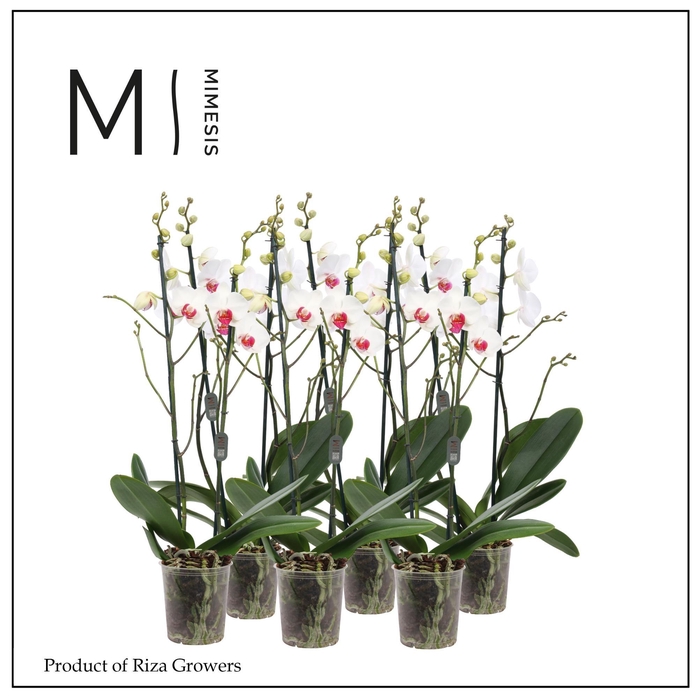 <h4>Phalaenopsis Red Lip 2 spike - 12cm | Mimesis</h4>