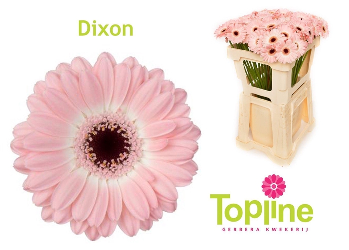 <h4>Germini Dixon</h4>