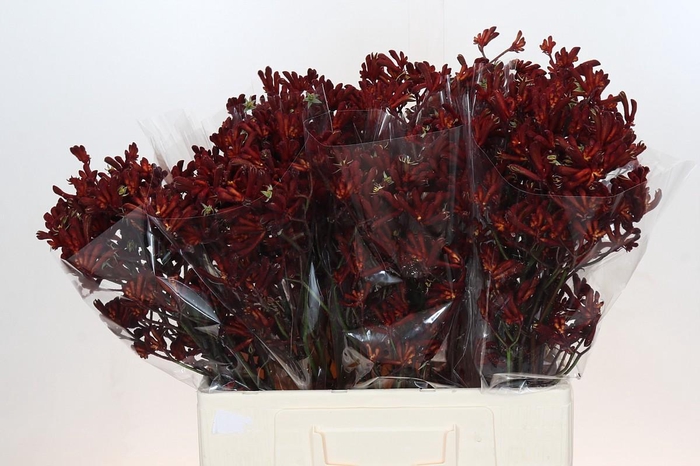 <h4>Anigozanthos Bush Ruby</h4>