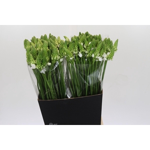 Ornithogalum Thyrsoides