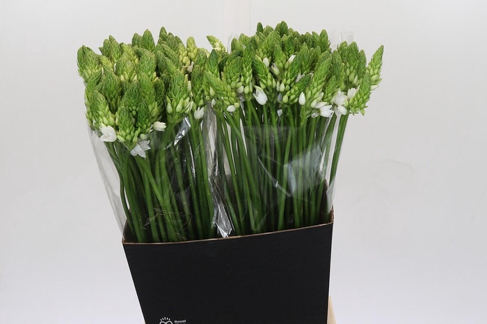 Ornithogalum Thyrsoides BIG WHITE