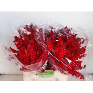 Ilex Vert Berry Red 60cm Schapenkampje