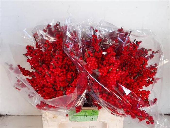 <h4>Ilex Vert Berry Red 60cm Schapenkampje</h4>