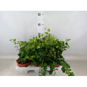Hedera helix 'Wonder'