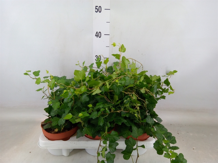 <h4>Hedera helix 'Wonder'</h4>