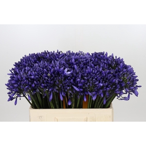 Agapanthus 'Buddy Blue'