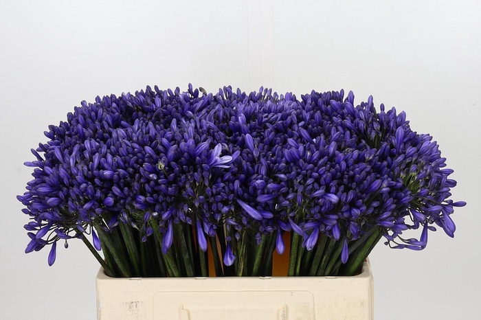 <h4>Agapanthus 'Buddy Blue'</h4>