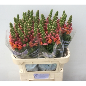 ANTIR ANTIBES ORANGE