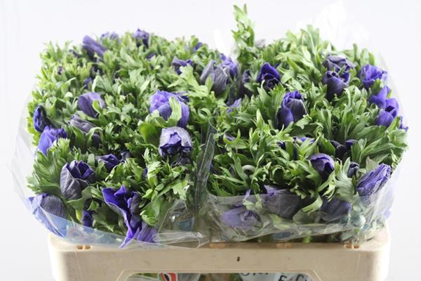 <h4>Anem Co Galil Blauw</h4>