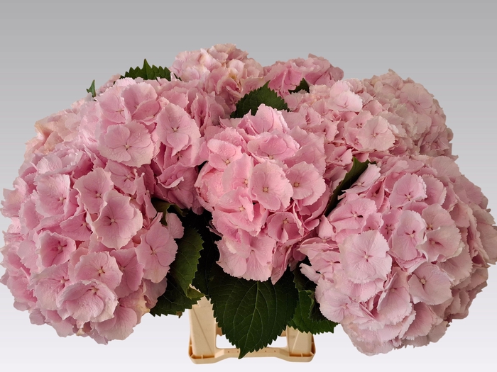 <h4>HYDR M CH VERENA</h4>