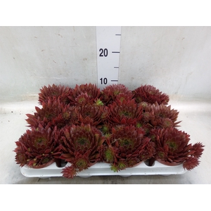 Sempervivum   ...