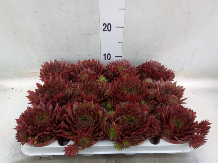 <h4>Sempervivum   ...</h4>
