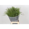 Panicum Fountain