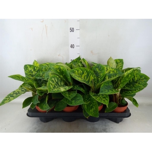 Homalomena wal. 'Camouflage'