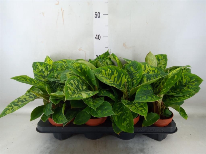 <h4>Homalomena wal. 'Camouflage'</h4>