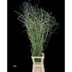 Salix 130cm Metallic Green