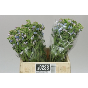 Oxypetalum Coeruleum